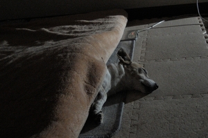 DSCN0389c.jpg