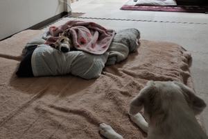 DSCN0438c.jpg