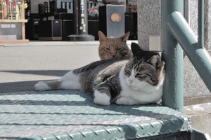 DSCN0594c.jpg