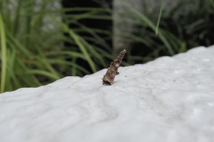 DSCN1372c.jpg