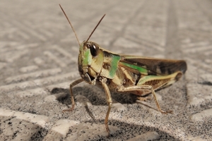 DSCN1407c.jpg