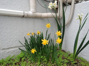 DSCN1668c.jpg