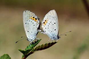 DSC_0012(1)c.jpg