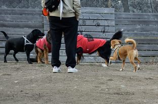 DSC_0106c.jpg