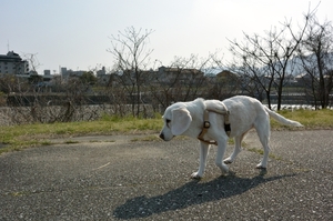 DSC_0129c.jpg