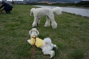 DSC_0199c.jpg