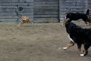 DSC_0201c.jpg