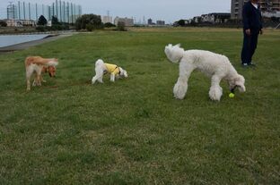 DSC_0205c.jpg