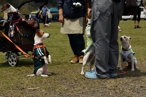 DSC_0222c.jpg