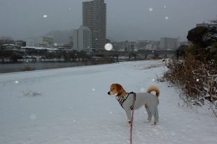 DSC_0224c.jpg