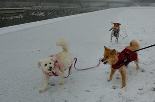 DSC_0257c.jpg