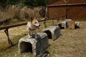 DSC_0257c.jpg