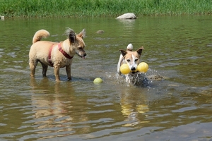DSC_0303c.jpg