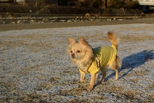DSC_0315c.jpg