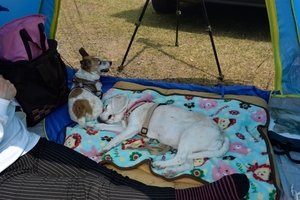 DSC_0315c.jpg