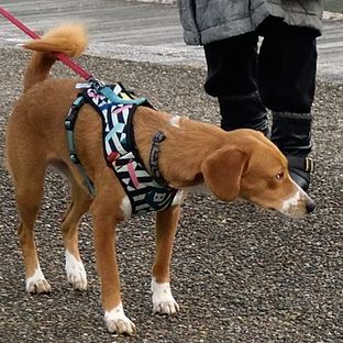 DSC_0356(1)c.jpg