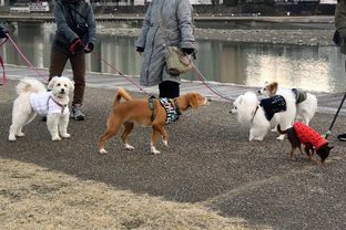 DSC_0361c.jpg