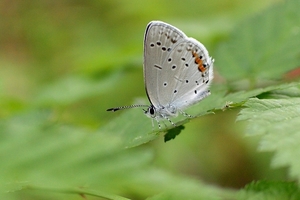 DSC_0393c.jpg