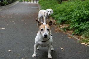 DSC_0398c.jpg