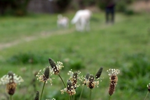 DSC_0407c.jpg