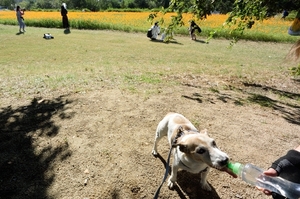 DSC_0416c.jpg