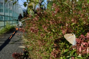 DSC_0433c.jpg