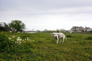 DSC_0605c.jpg