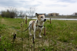 DSC_0632c.jpg