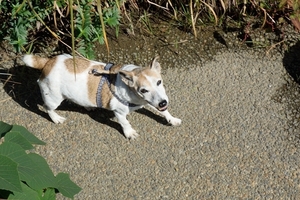 DSC_0649c.jpg