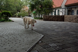 DSC_0719c.jpg