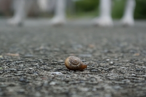 DSC_0766.jpg