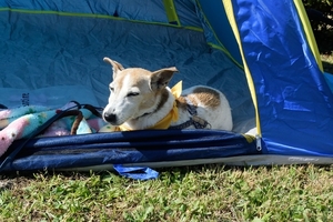 DSC_0817c.jpg
