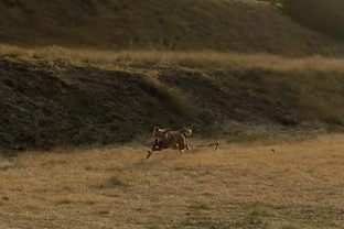 DSC_0868c.jpg