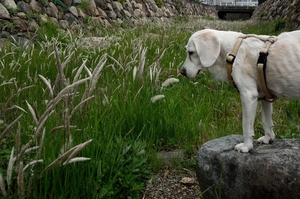 DSC_0871c.jpg