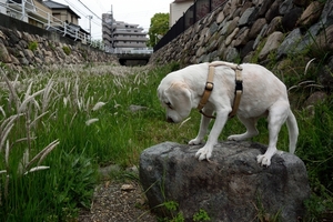 DSC_0872c.jpg