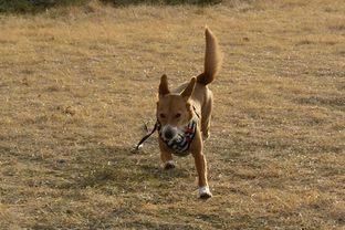 DSC_0877c.jpg