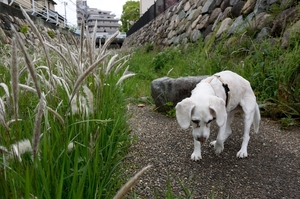 DSC_0877c.jpg