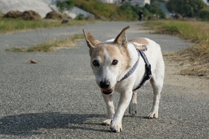 DSC_0882c.jpg