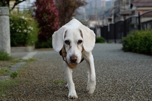 DSC_0883c.jpg