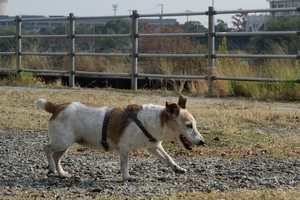 DSC_0884c.jpg
