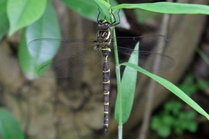 DSC_0943c.jpg