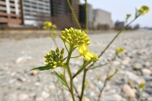 DSC_0955c.jpg