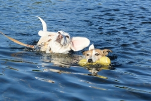 DSC_0976c.jpg