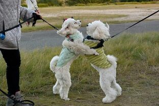 DSC_1007c.jpg