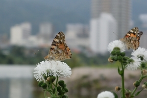 DSC_1034c.jpg
