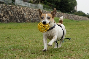 DSC_1065c.jpg