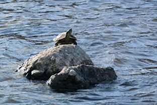 DSC_1066c.jpg