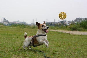 DSC_1087c.jpg