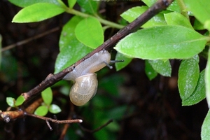 DSC_1120c.jpg