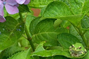 DSC_1136c.jpg